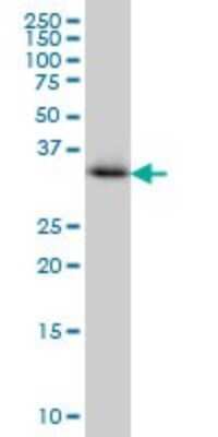 Western Blot: mu Crystallin Antibody (6B3) [H00001428-M03]