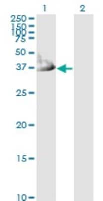 Western Blot: mu Crystallin Antibody (6B3) [H00001428-M03]