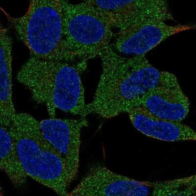 Immunocytochemistry/ Immunofluorescence: mu Crystallin Antibody [NBP2-55172]