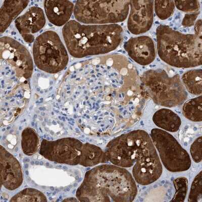 Immunohistochemistry-Paraffin: mu Crystallin Antibody [NBP1-85241]