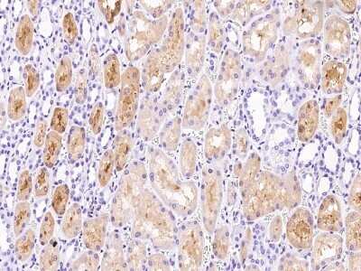 Immunohistochemistry-Paraffin: mu Crystallin Antibody [NBP2-99358]