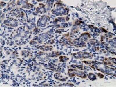 Immunohistochemistry: mu Crystallin Antibody (OTI1G7) - Azide and BSA Free [NBP2-72825]