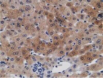 Immunohistochemistry: mu Crystallin Antibody (OTI1G7) - Azide and BSA Free [NBP2-72825]