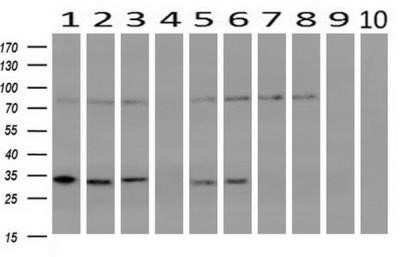 Western Blot: mu Crystallin Antibody (OTI1G7)Azide and BSA Free [NBP2-72825]