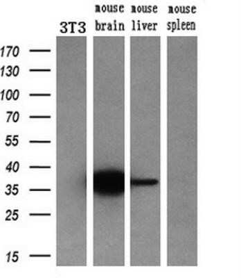 Western Blot: mu Crystallin Antibody (OTI1G7)Azide and BSA Free [NBP2-72825]