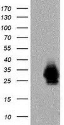 Western Blot: mu Crystallin Antibody (OTI1G7)Azide and BSA Free [NBP2-72825]