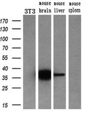 Western Blot: mu Crystallin Antibody (OTI1G7) [NBP2-02829]