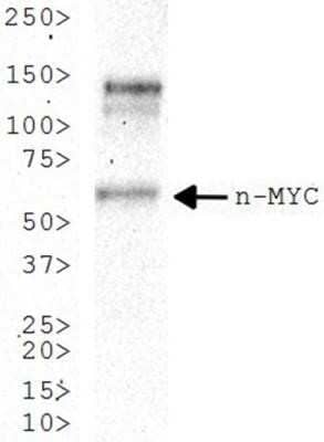 Western Blot: n-Myc Antibody (NMYC-1)Azide and BSA Free [NBP2-80882]