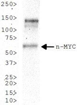 Western Blot: n-Myc Antibody (NMYC-1)BSA Free [NB200-109]