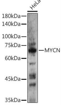 Western Blot: n-Myc AntibodyBSA Free [NBP2-95112]