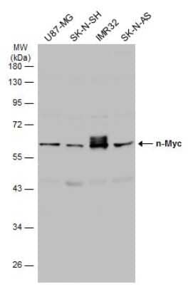 Western Blot: n-Myc Antibody [NBP3-13281]