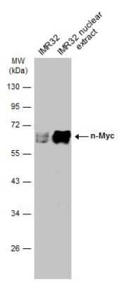 Western Blot: n-Myc Antibody [NBP3-13281]