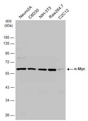 Western Blot: n-Myc Antibody [NBP3-13281]