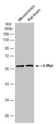 Western Blot: n-Myc Antibody [NBP3-13281]