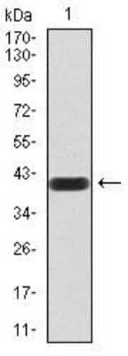 Western Blot: nNOS Antibody (2E11G6)BSA Free [NBP2-52520]