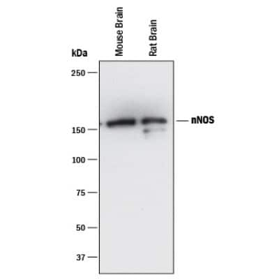 Western Blot: nNOS Antibody (60718)Azide and BSA Free [MAB2416]