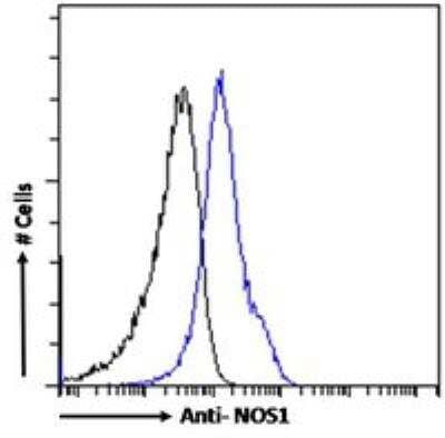 Flow Cytometry: nNOS Antibody [NB100-858]