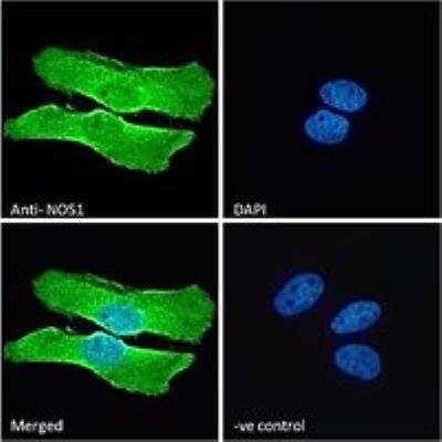 Immunocytochemistry/ Immunofluorescence: nNOS Antibody [NB100-858]