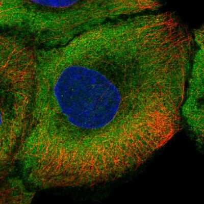 Immunocytochemistry/ Immunofluorescence: nNOS Antibody [NBP2-58114]