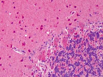 Immunohistochemistry-Paraffin: nNOS Antibody [NBP1-39681]