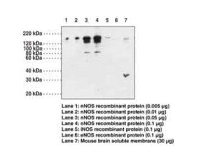 Western Blot: nNOS Antibody [NBP1-39681]