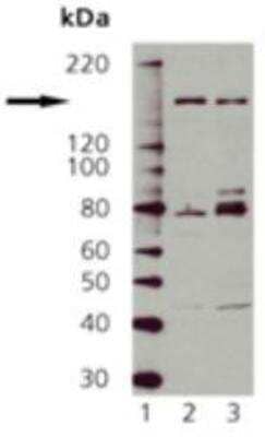 Western Blot: nNOS Antibody [NBP1-97555]