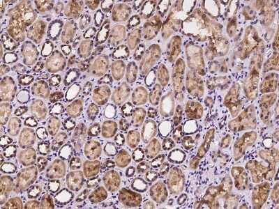 Immunohistochemistry-Paraffin: nSMase Antibody [NBP2-97998]