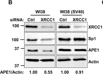 APE Antibody - BSA Free