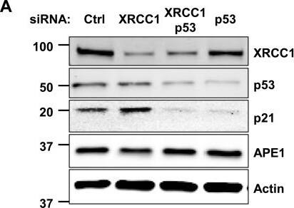 APE Antibody - BSA Free