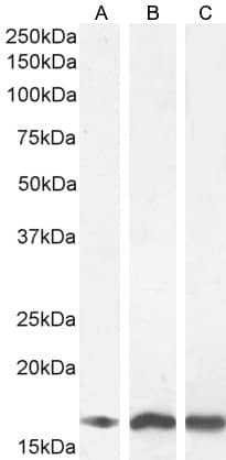 Detection of AIF-1/Iba1 in Multiple Species by Western Blot