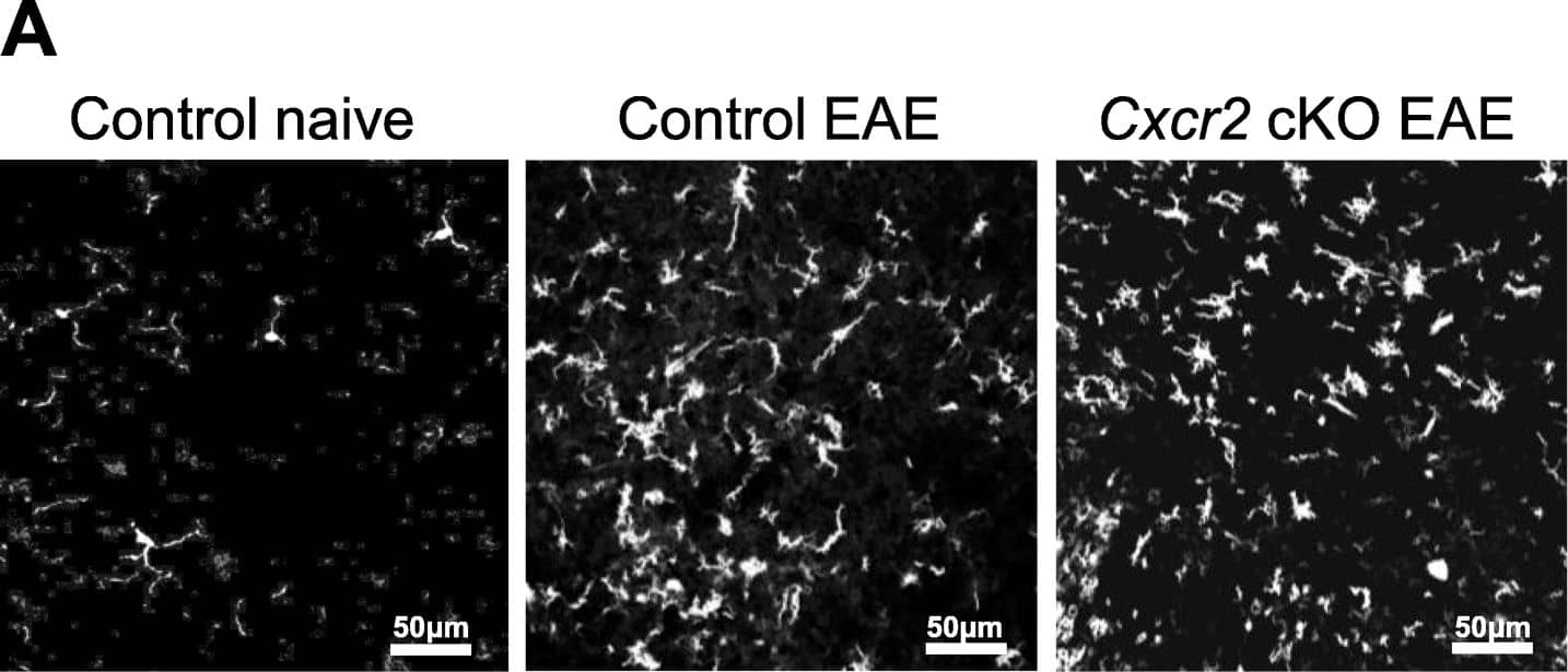 AIF-1/Iba1 Antibody