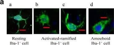 AIF-1/Iba1 Antibody