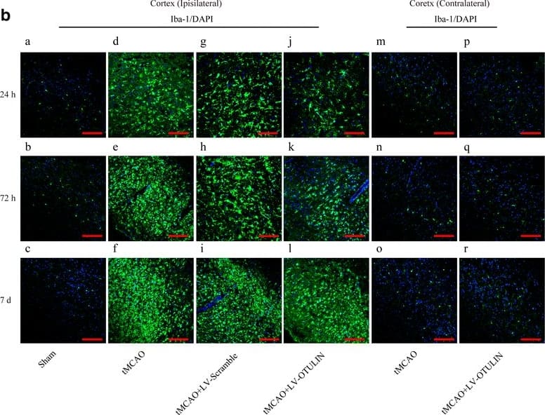 AIF-1/Iba1 Antibody