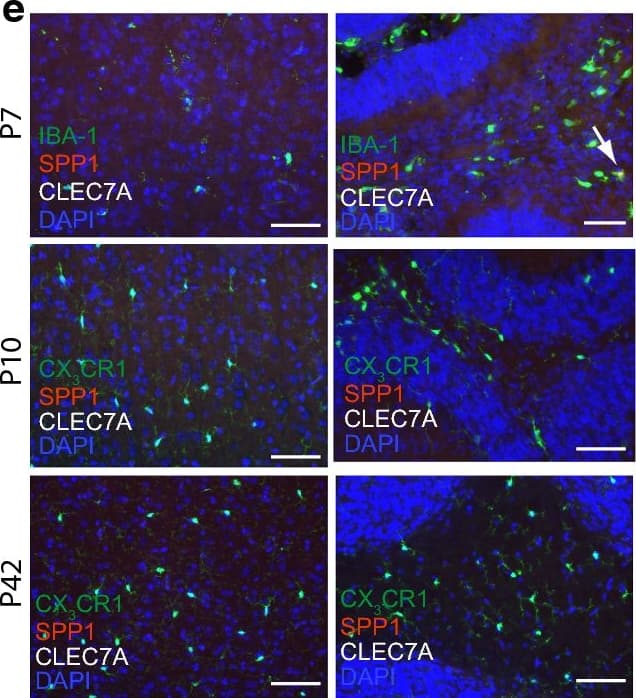 AIF-1/Iba1 Antibody