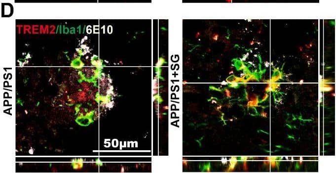 AIF-1/Iba1 Antibody