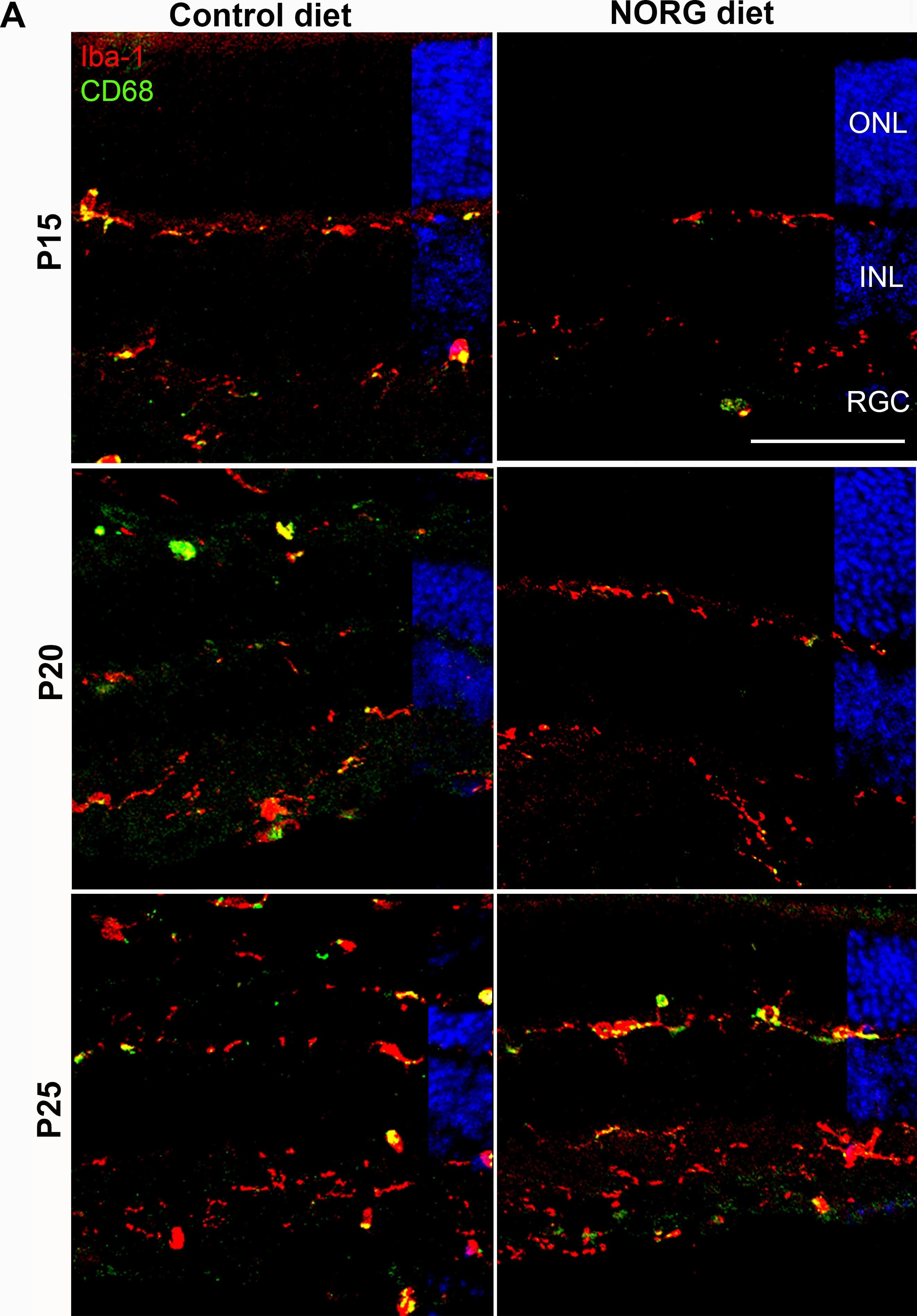 AIF-1/Iba1 Antibody