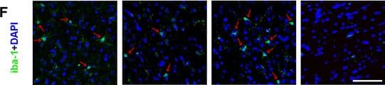AIF-1/Iba1 Antibody