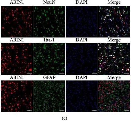AIF-1/Iba1 Antibody