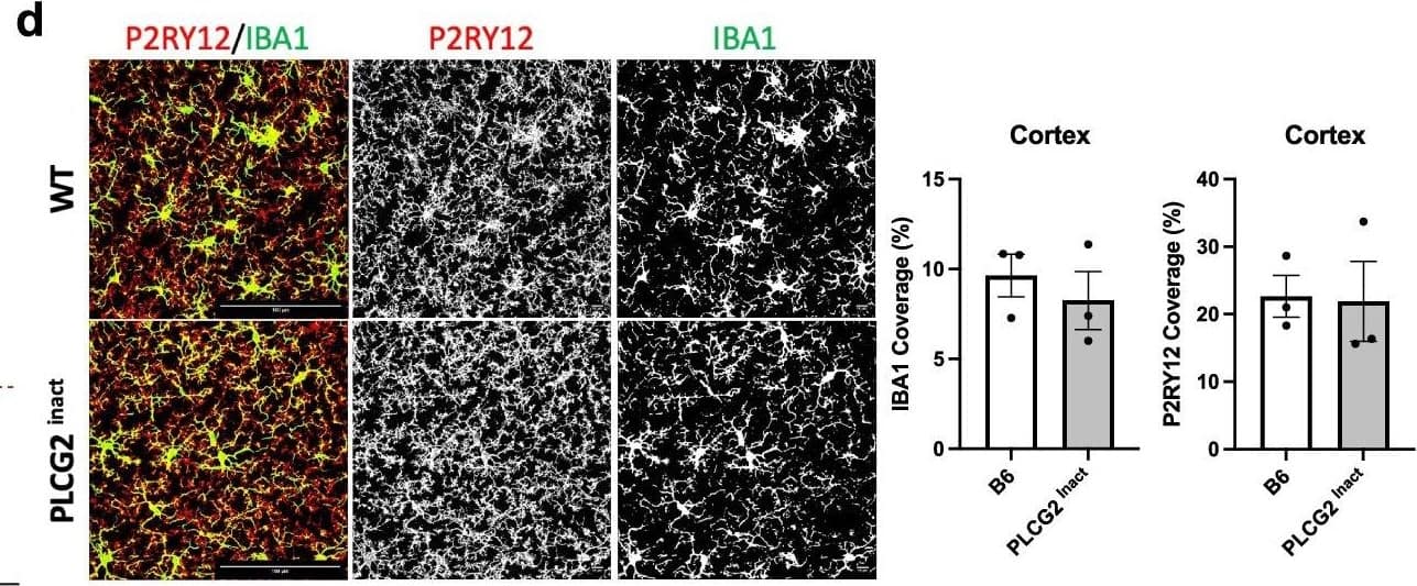 AIF-1/Iba1 Antibody