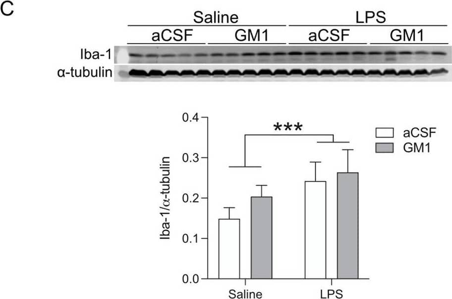 AIF-1/Iba1 Antibody