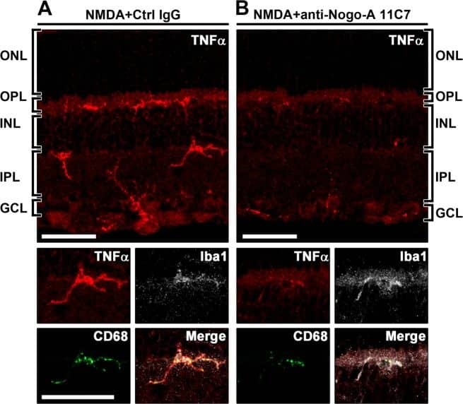 AIF-1/Iba1 Antibody