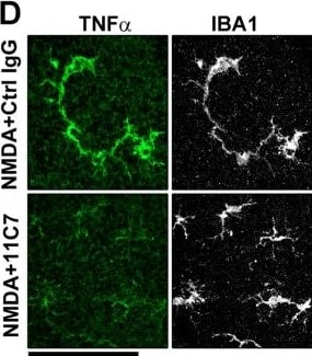 AIF-1/Iba1 Antibody