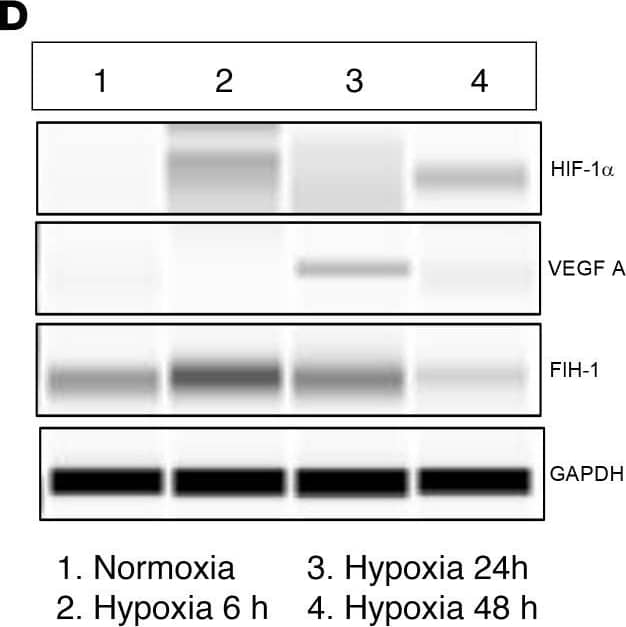 HIF-1 alpha Antibody (H1alpha67)