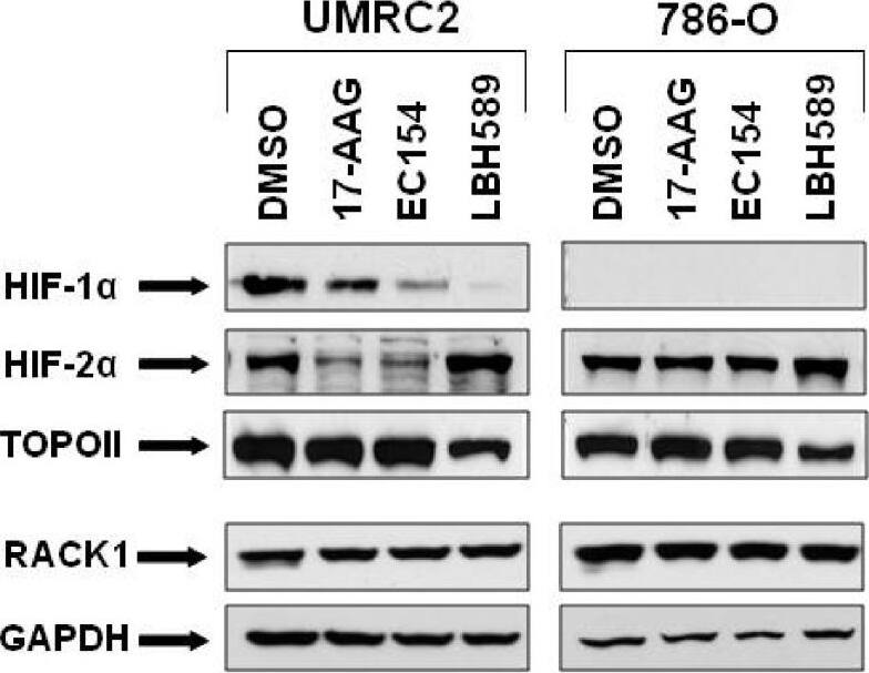 HIF-1 alpha Antibody (H1alpha67)
