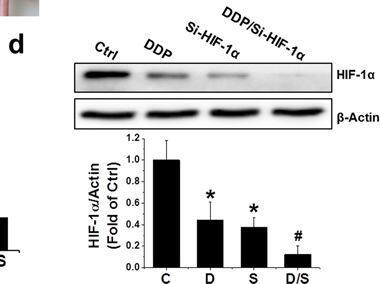 HIF-1 alpha Antibody (H1alpha67)