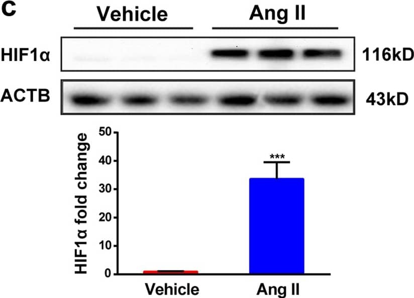 HIF-1 alpha Antibody (H1alpha67)