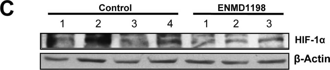 HIF-1 alpha Antibody (H1alpha67)