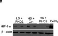 HIF-1 alpha Antibody (H1alpha67)