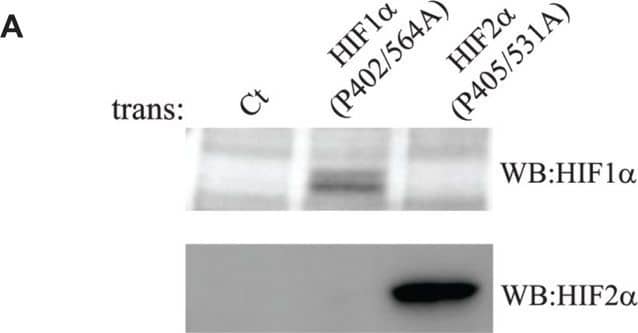 HIF-1 alpha Antibody (H1alpha67)