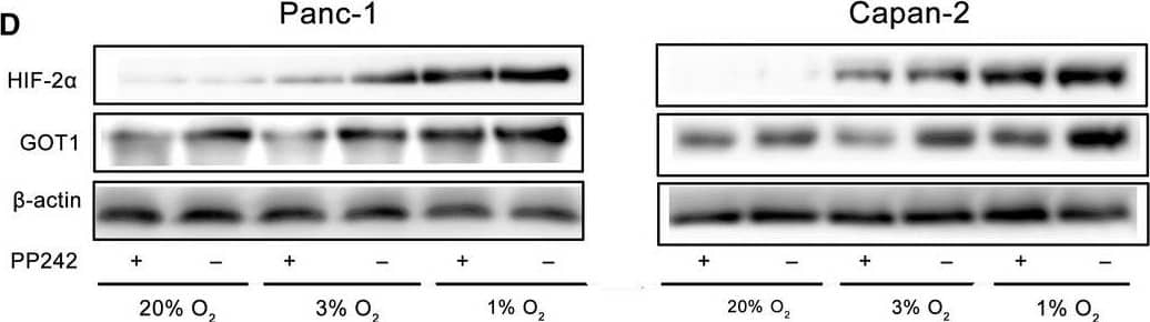 HIF-1 alpha Antibody (H1alpha67)